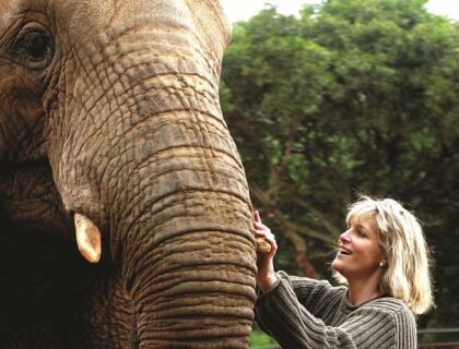 Magaliesberg elephant sanctuary, Johannesburg tours