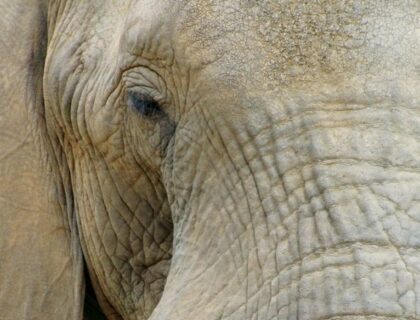 Elephant-Whisphers-gorgeous-african-elephant-eating-700