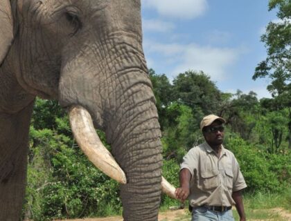 Elephant-Whisphers-guide-touching-tusk-700