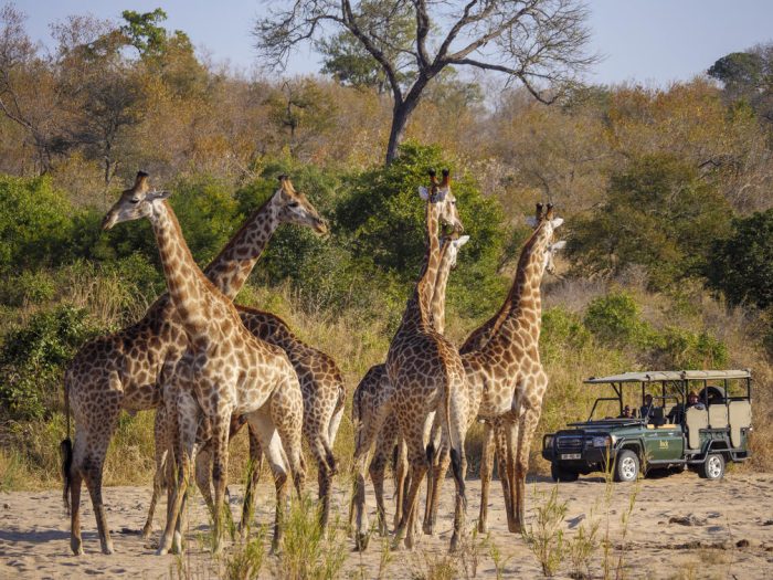 Cedarberg Travel | Kruger Safari & Mozambique Beach Retreat