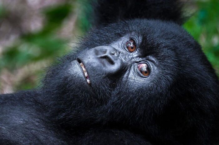 Cedarberg Travel | Essence of Rwanda Gorillas & Game