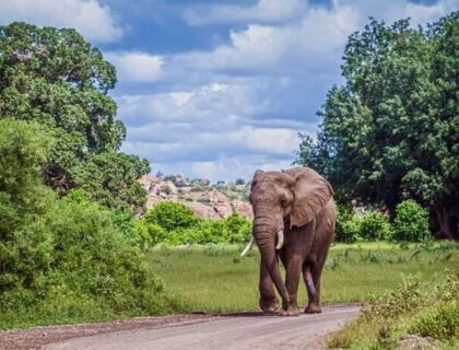 Mapungubwe-National-Park-elephant-700