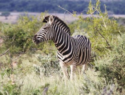 Mapungubwe-National-Park-zebra-700