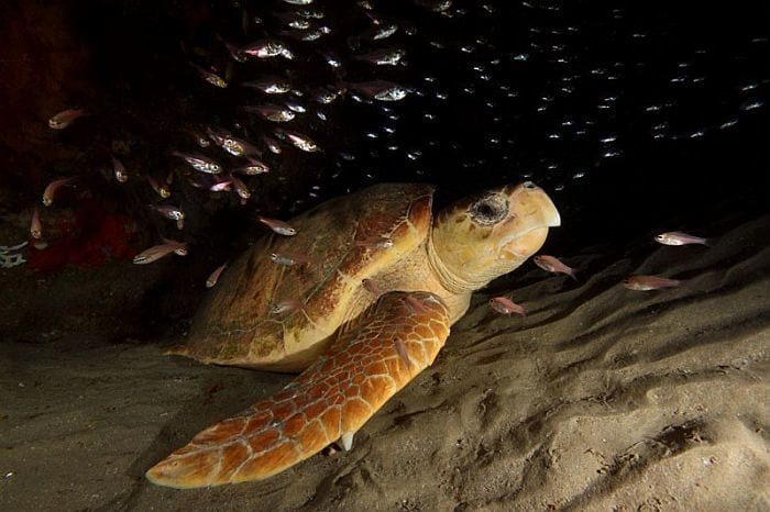 Turtle-tracking-Coastal-Maputaland-Turtle shot1