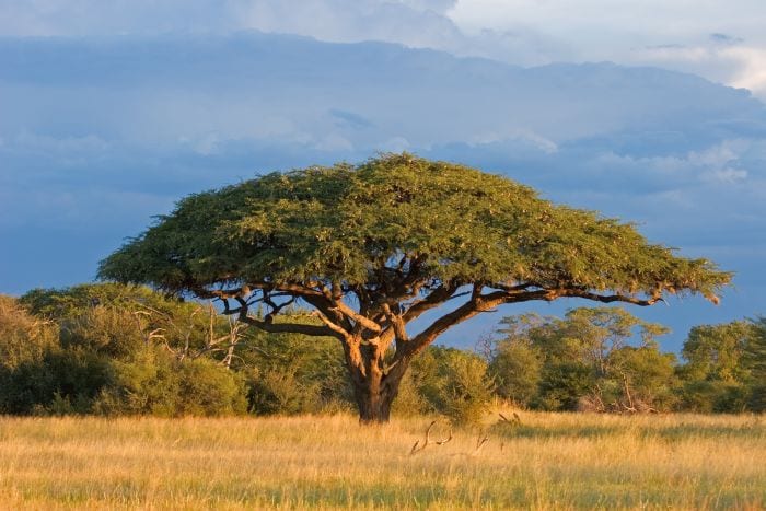 Cedarberg Travel | Relaxing Zimbabwe Safari Offer