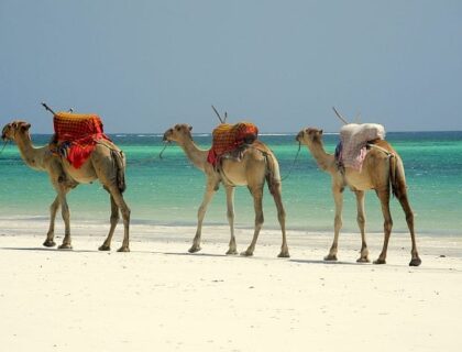 kenya-coast-camels