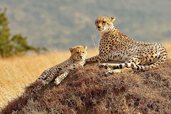 Kenya-Masai-Mara-cheetahs-lookout-BS-700