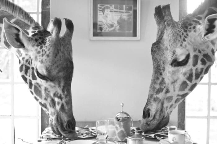 Cedarberg Travel | Giraffe Manor