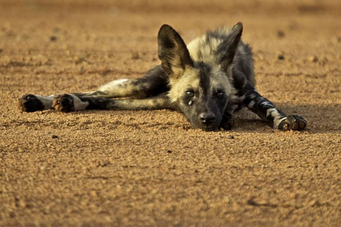 Best place to see wild dogs in Africa - Madikwe