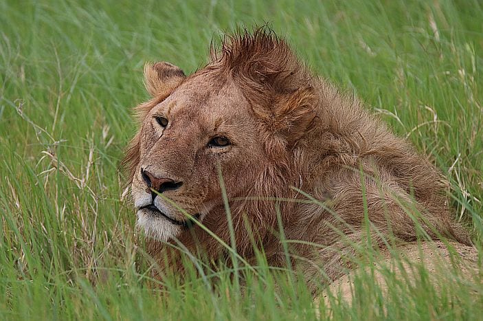 ngorongoro crater male lion
