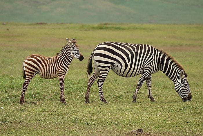 Zebra in Ngorongoro crater