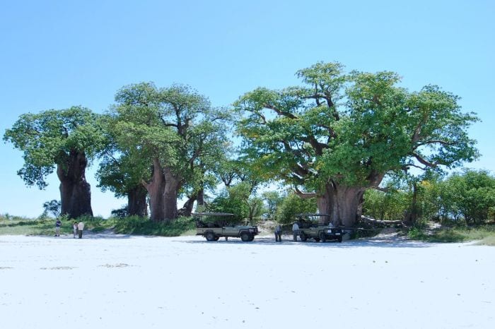 Cedarberg Travel | Discover Botswana safari