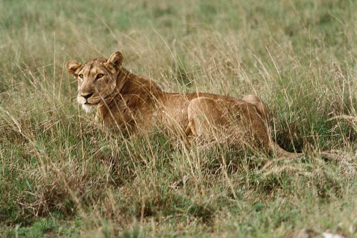 Cedarberg Travel | Best of Uganda Safari