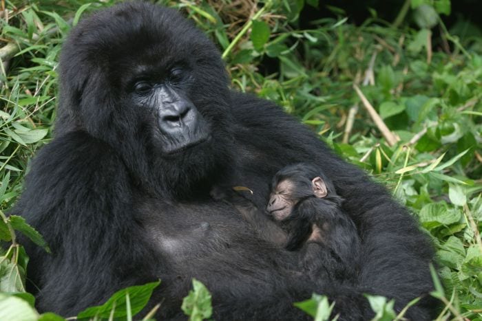 Mountain Gorilla, Rwanda