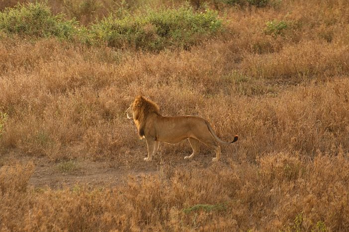 Serengeti Lion seen from hot air ballon