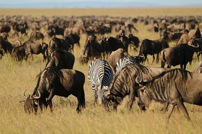 Serengeti Wildebeest and Zebra 