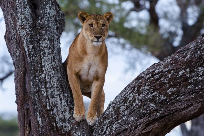 Cedarberg Travel | Tanzania Lion Safari