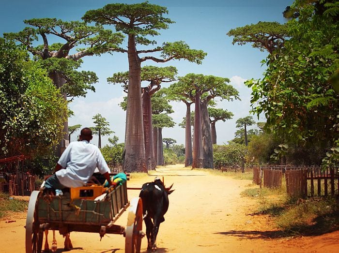 Cedarberg Travel | Western Madagascar Adventure
