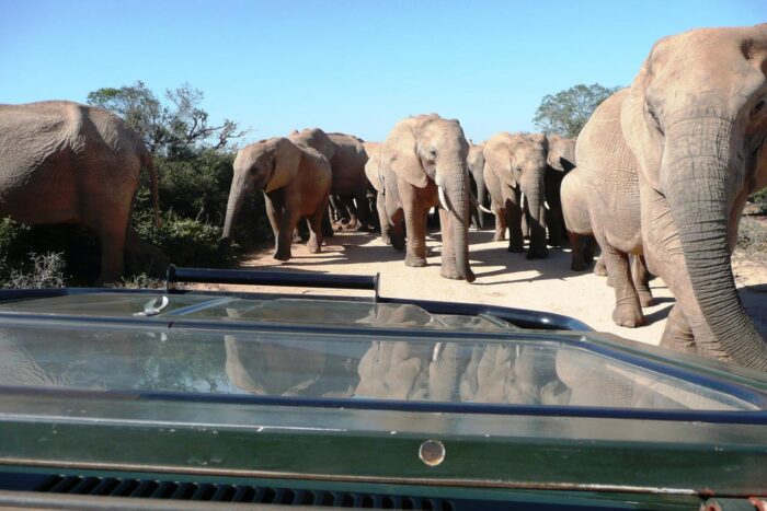 Cedarberg Travel | Gorah Elephant Camp