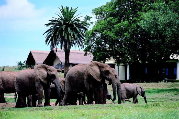 Cedarberg Travel | Gorah Elephant Camp