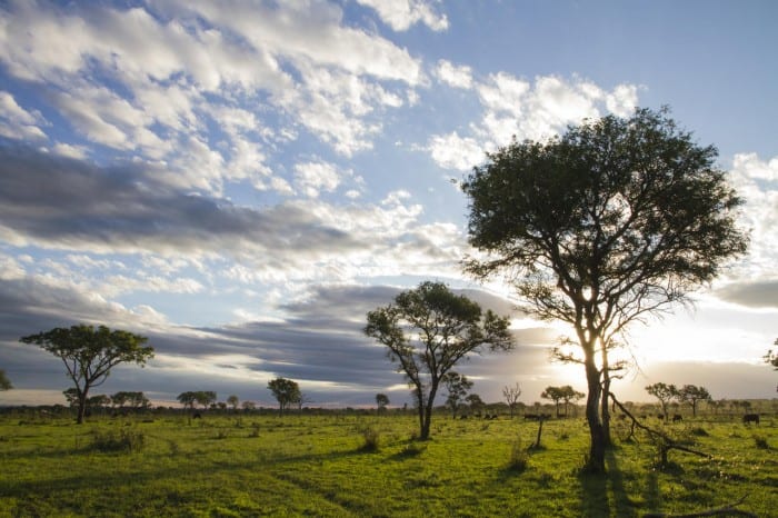 Cedarberg Travel | Londolozi Tree Camp