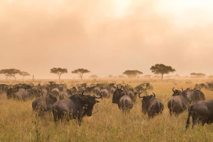 Cedarberg Travel | Lamai Serengeti