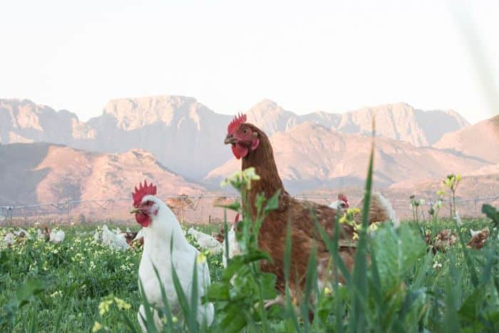 Our top picks for affordable family accommodation in South Africa- Chickens at Boschendal