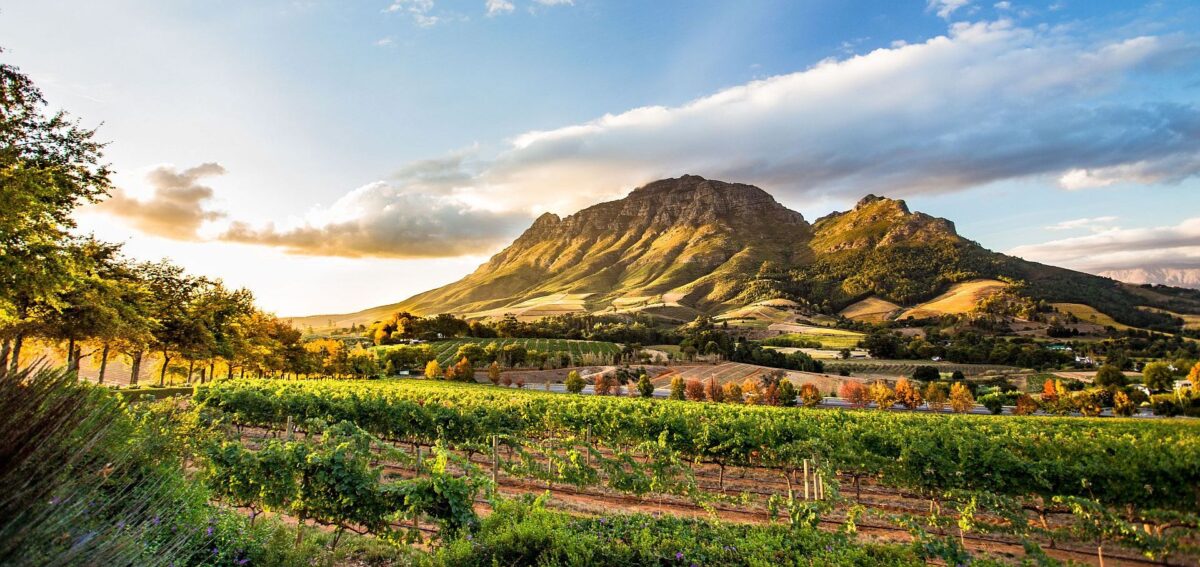 Winelands - vineyard