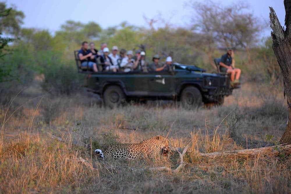 Klaserie Game Reserve leopards