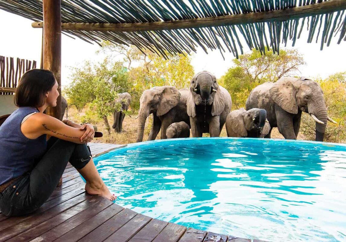 Africa on Foot Camp pool with elephants 