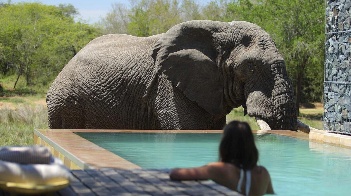 KwaZulu Natal - elephant near a swimming pool