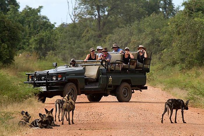 South Luangwa Photographic safari - Wild Dogs