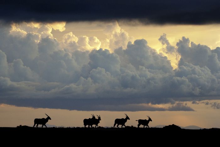 Eland on Nyika plateau