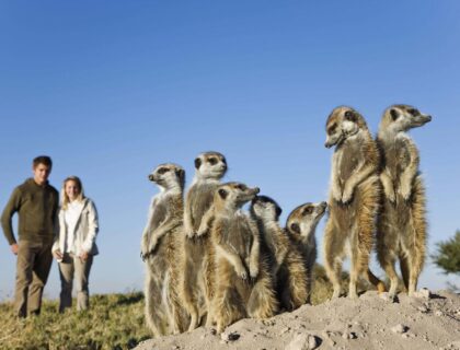 habituated meerkat mob