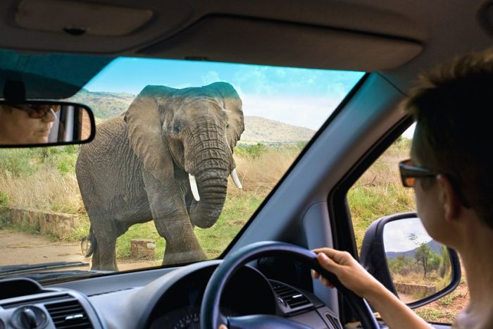 Cedarberg-Africa-elephant-close-up-self-drive