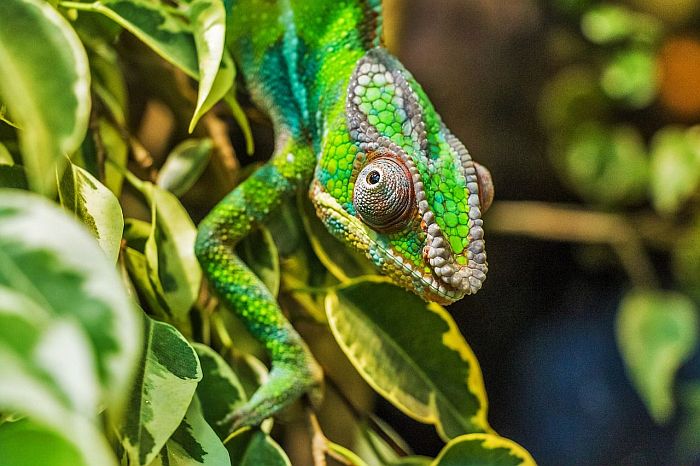 Chameleons on Madagascar tours