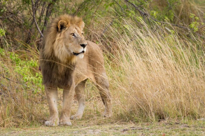 Cedarberg Travel | Botswana Community & Conservation Safari Offer