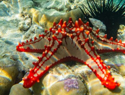 Zanzibar diving holidays - red-knobbed sea star urchin