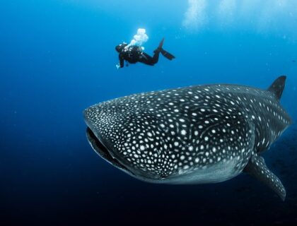 Diving with whale sharks off Saint Helena Island