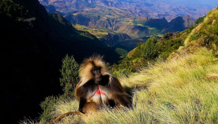 Cedarberg Travel | Trekking in Simien Mountain National Park with Lalibela