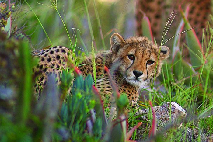 Cheetah cub in south africa safari