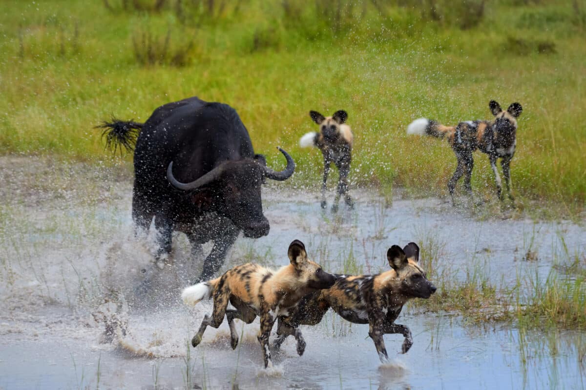 Best place to see wild dogs in Africa - Wild dog trying to take on a Buffalo