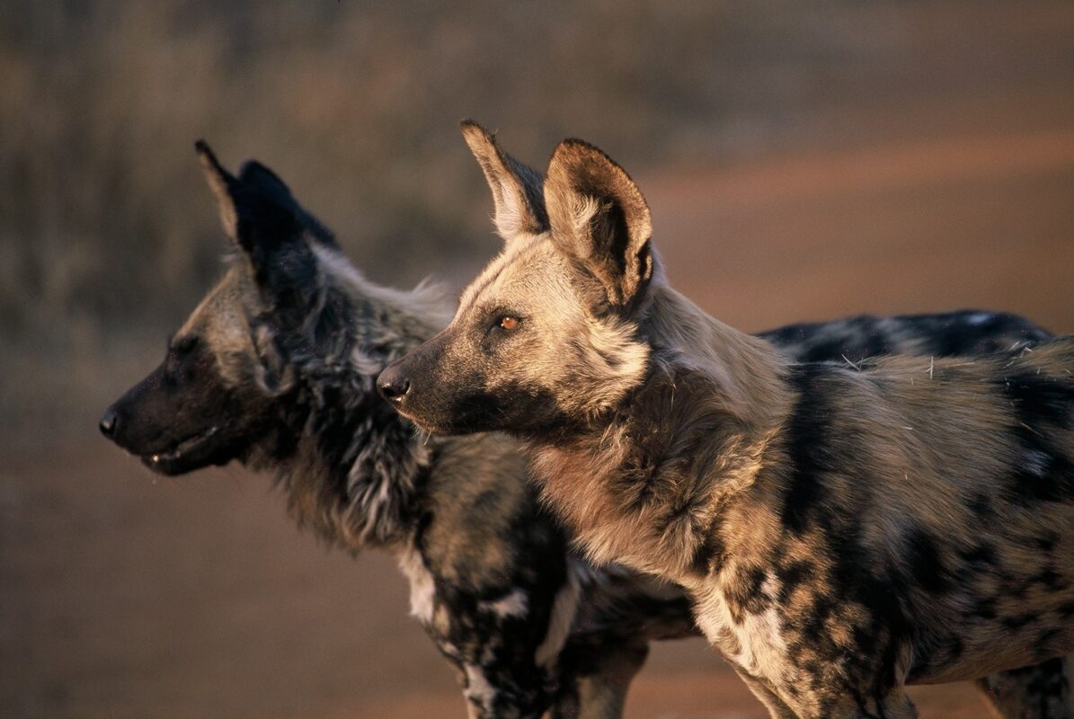 Best place to see wild dogs in Africa - Madikwe Game Reserve in South Africa