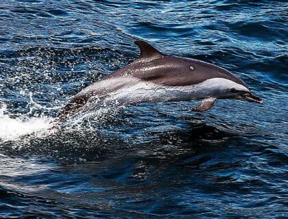 Dolphins off Saint Helena island