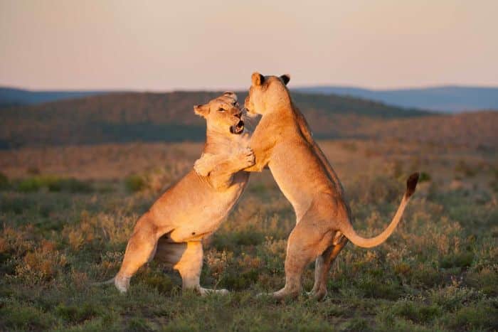 Dancing lions at Kwandwe game reserve, Eastern Cape