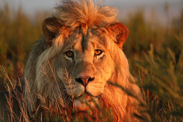 Lion at Gondwana Game Reserve
