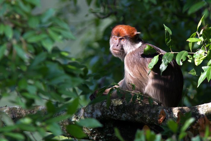 Red colobus monkey in Kibale