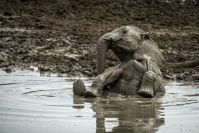 Malaria-free game reserves - baby elephant in the mud at Madikwe