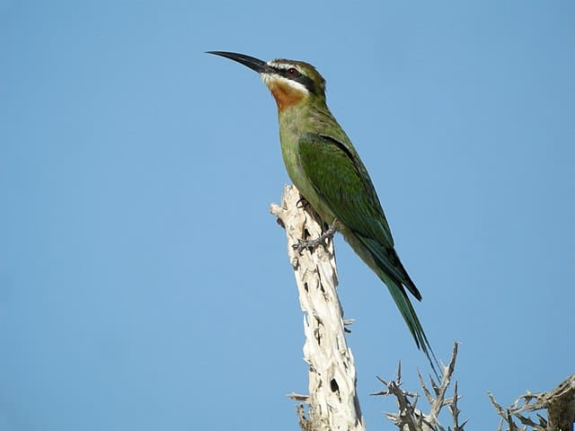 Cedarberg Travel | Ethiopia Birding Tour
