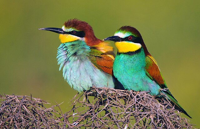 Cedarberg Travel | Ethiopia Birding Tour